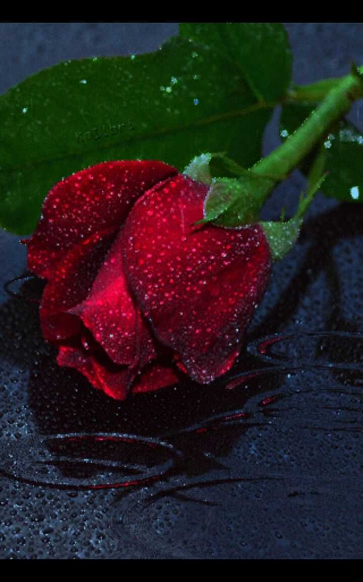 Анимационные роза под дождем